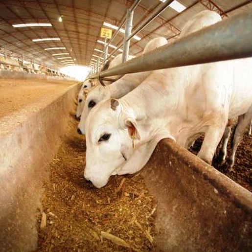 Curso sobre inseminação artificial será realizado neste mês