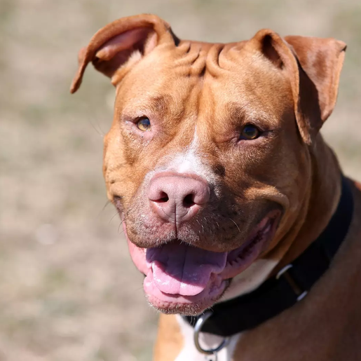 União Catarinense dos Direitos dos Animais apoia decreto sobre pit bulls em SC