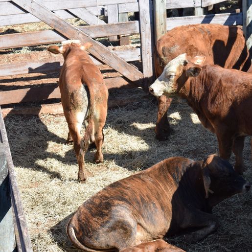 Último remate do ano movimenta mais de R$ 1 milhão