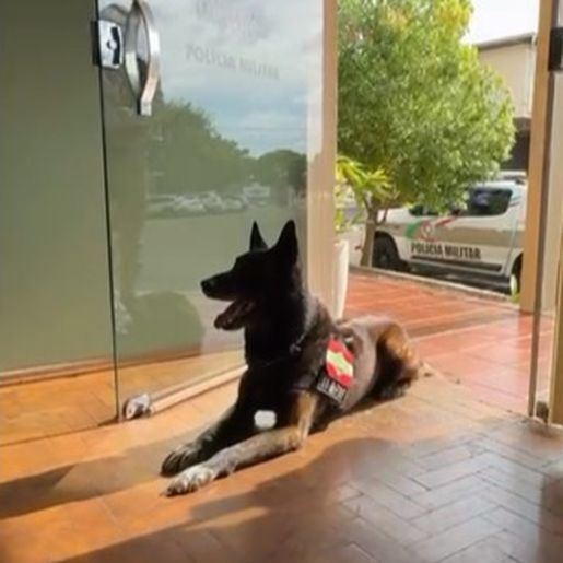 Após 11 anos de serviço, cão farejador Colt se aposenta da PM em SMO