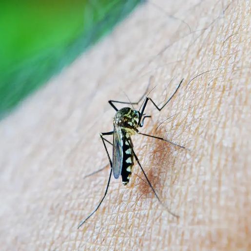 Trevisan decreta Situação de Emergência pela epidemia de dengue