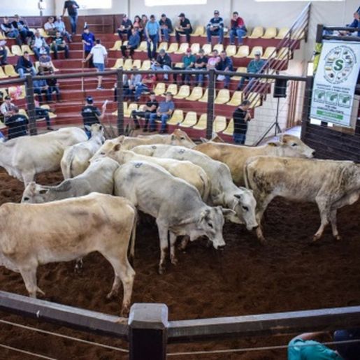 Associação realiza neste final de semana primeiro remate online em SMOeste