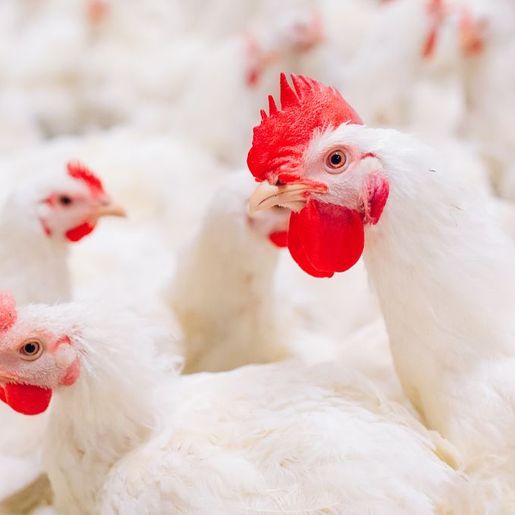 Novo caso de gripe aviária é confirmado em SC