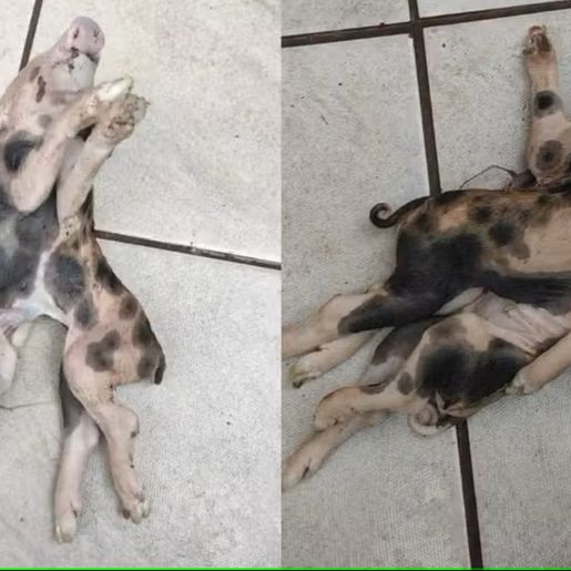 Leitão com dois corpos, uma cabeça e seis patas nasce em Iraceminha