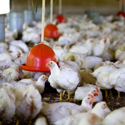 Reunião define a criação da Associação Catarinense dos Criadores de Aves