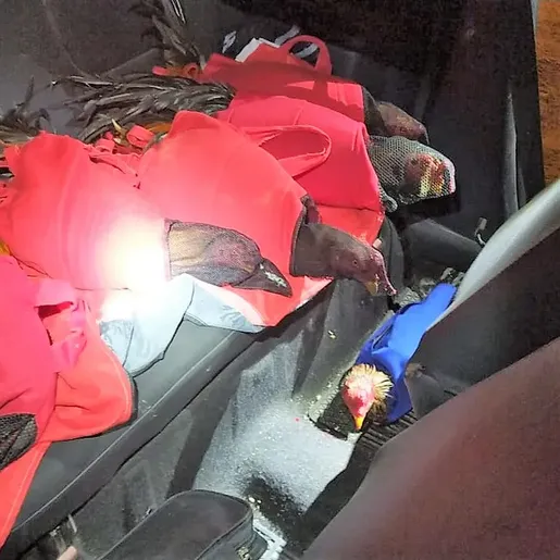Galos usados para rinha são encontrados dentro de carro em SC