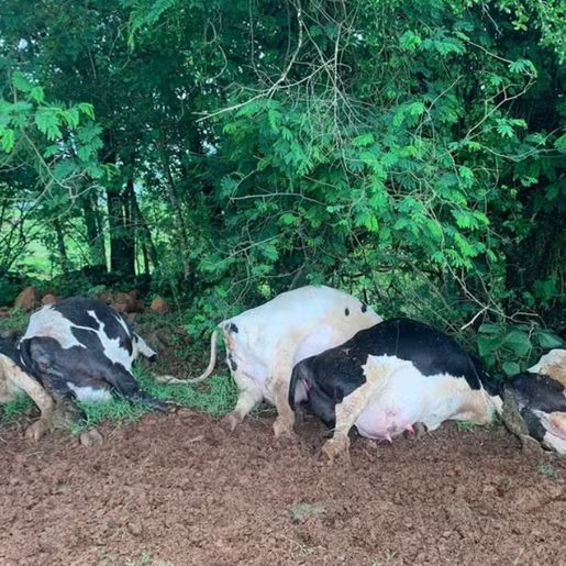Raio provoca morte de sete vacas e causa prejuízo de R$ 70 mil em São José do Cedro