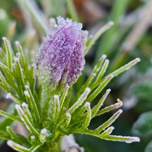 Serra catarinense amanhece com geada e temperaturas próximas de 0°C