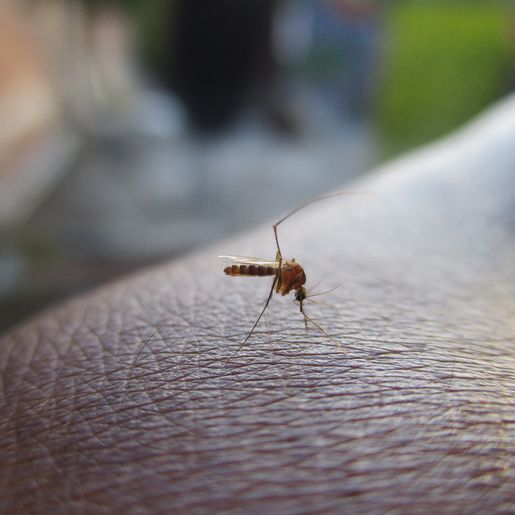 Aumento de casos de Dengue gera preocupação e motiva novas ações