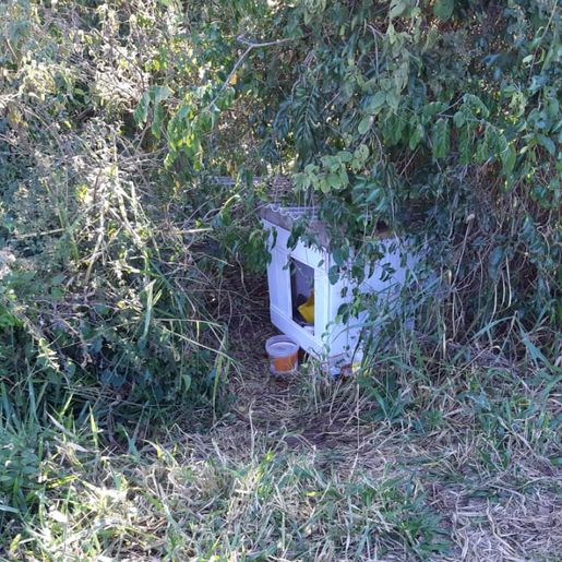 Policial militar e voluntários deixam casinha e comida para cães abandonados na BR-282