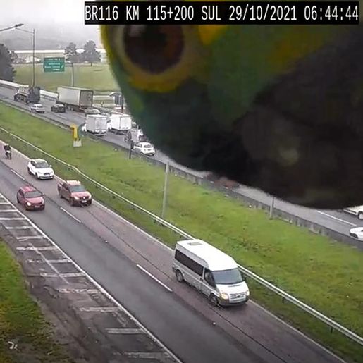 Vídeo: Papagaio aparece em câmera de monitoramento da BR-116, no Paraná
