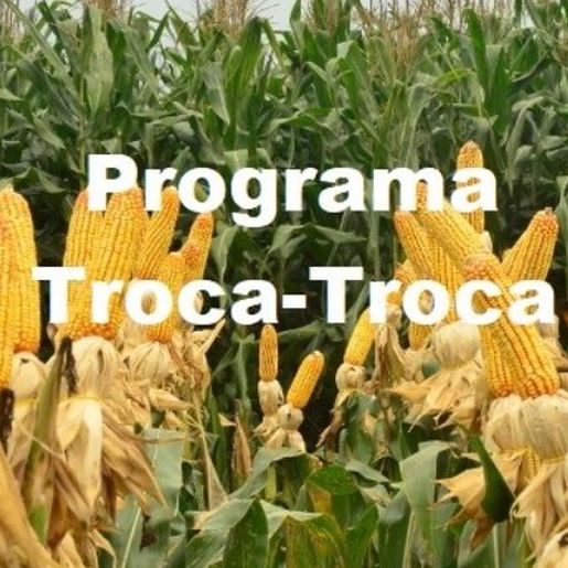 Programa Troca-Troca de sementes de milho já está disponível para os agricultores