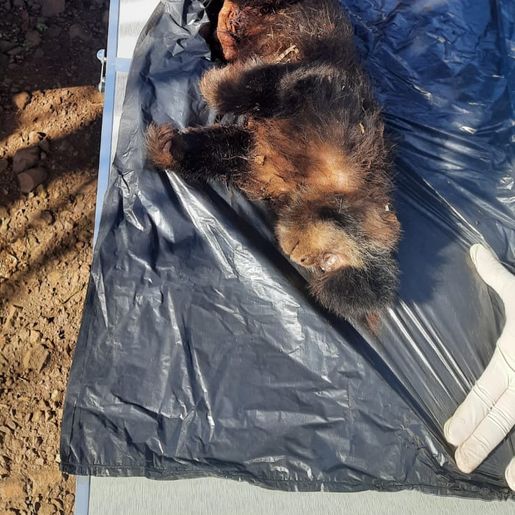 Segundo macaco é encontrado morto em Itapiranga em menos de 15 dias