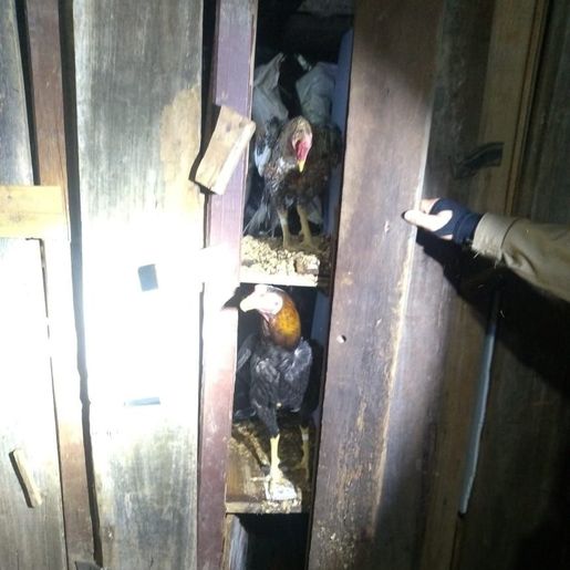 PM flagra mais de cem pessoas em rinha de galo em Chapecó