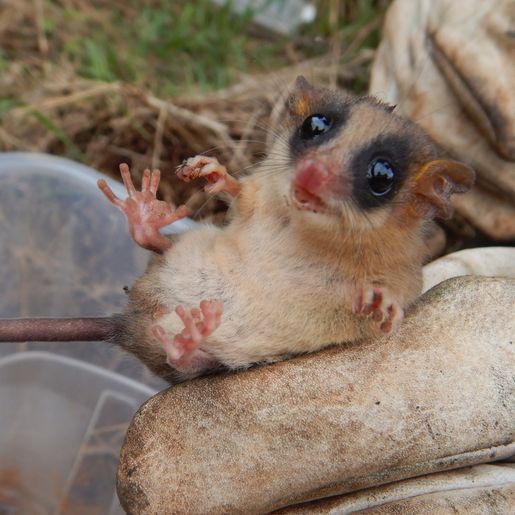 Equipe de especialistas resgata uma cuíca-graciosa de obras na BR 163