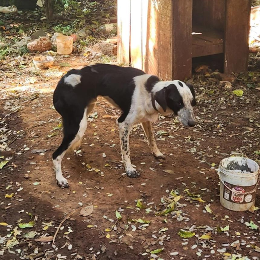 Homem é condenado em Palmitos por maus-tratos a cachorro que morreu