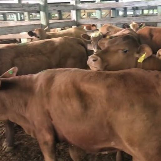 Leilão de gado em São Miguel do Oeste movimenta R$ 1,44 milhão