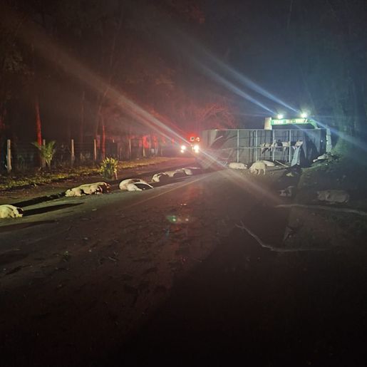 Caminhão carregado com suínos tomba na SC-283