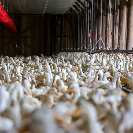 Após caso de gripe aviária no RS, SC intensifica ações de fiscalização e inspeção sanitária