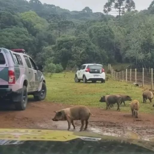 Mais de 20 javalis e javaporcos são sacrificados em criação irregular em SC