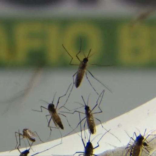 Em epidemia, São José do Cedro registra quase 200 casos confirmados de Dengue