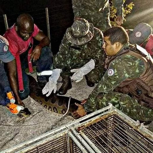 Bombeiros resgatam sucuri de sete metros e 110 kg