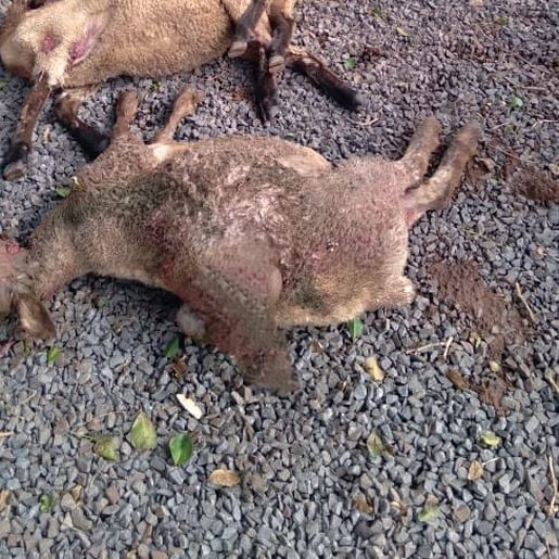 Cães matam ovelhas em propriedade de Guarujá do Sul