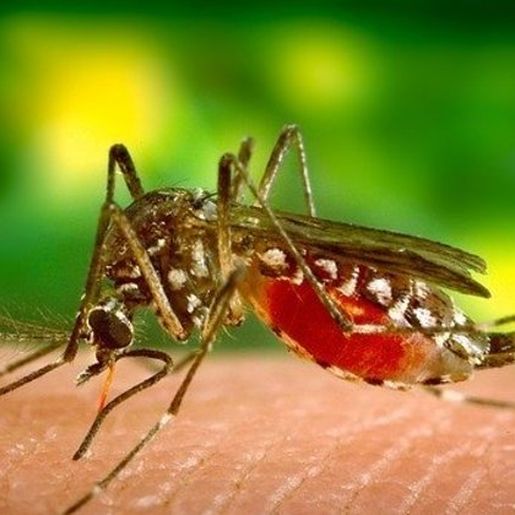 Anvisa aprova vacina contra dengue com eficácia de 80%