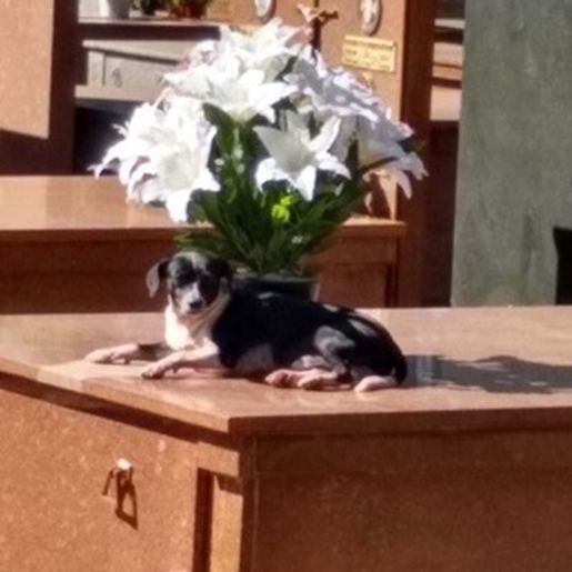 Cachorro está há oito meses morando no túmulo do dono
