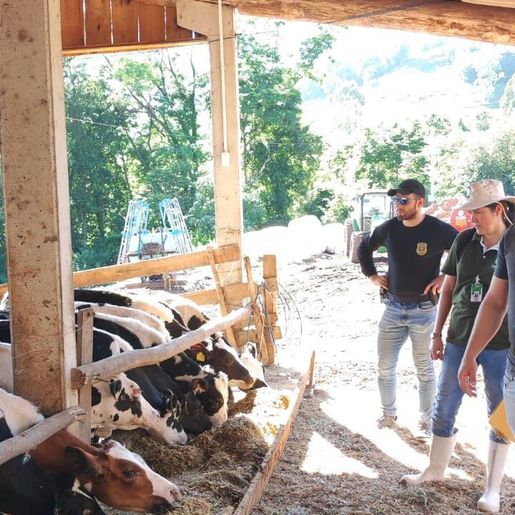 Polícia Civil investiga compra irregular de bovinos em Iraceminha