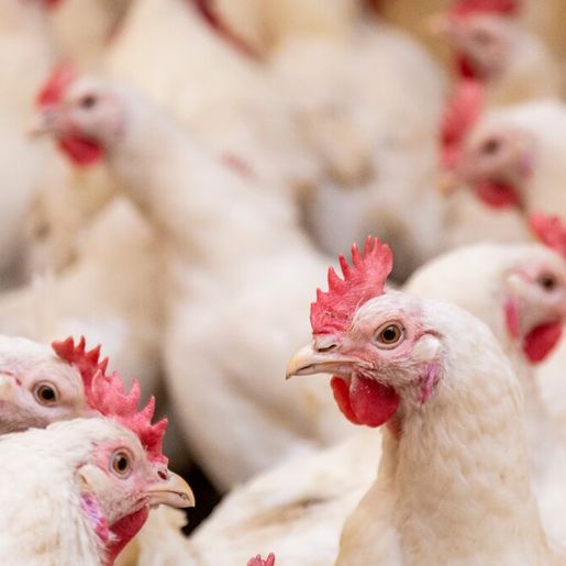 Primeiro foco de gripe aviária em granja comercial é confirmado no Brasil