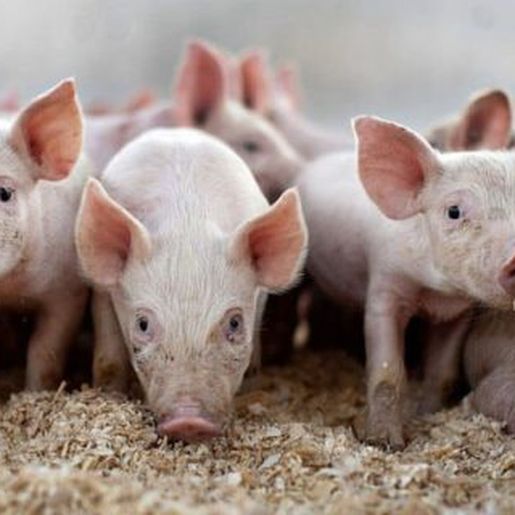 Suinocultores comemoram bom momento da atividade, mas comportamento futuro do mercado preocupa