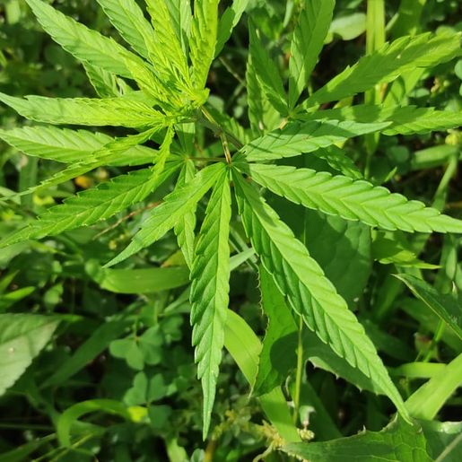 Polícia Militar localiza pé de maconha em bairro de SMOeste