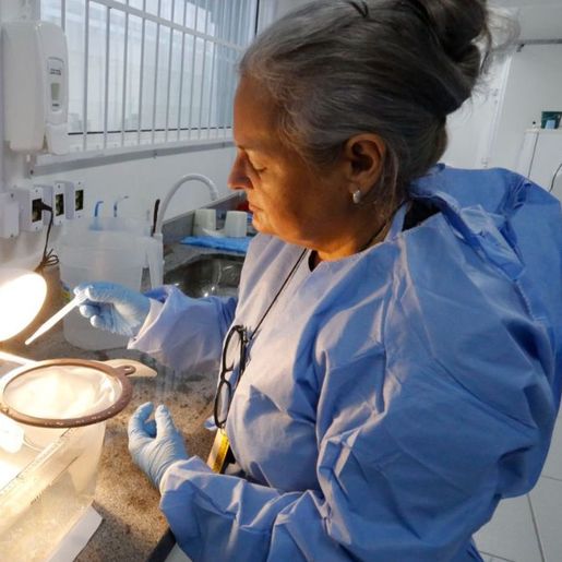 SC começa produção de mosquitos Aedes aegypti que não transmitem doenças