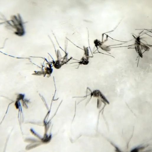 SC vive escalada de dengue com 182 mortes e 267 mil casos em 2024