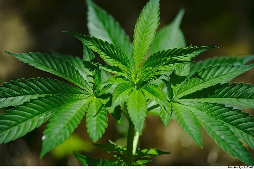 Sogra de condenado por tráfico de drogas em Itapiranga é absolvida