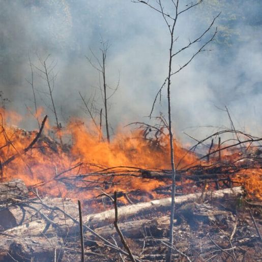 Área queimada em SC aumenta 97% em um ano; veja as cidades mais afetadas