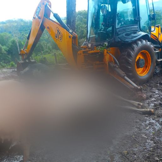 Raio mata oito vacas em propriedade no interior de Itapiranga