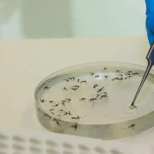 SC registra mais de 160 casos de Febre Oropouche desde abril