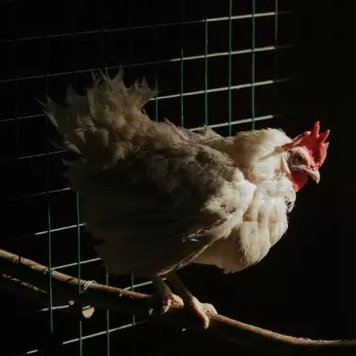 Idoso é atacado e brutalmente assassinado por galinha enquanto dormia