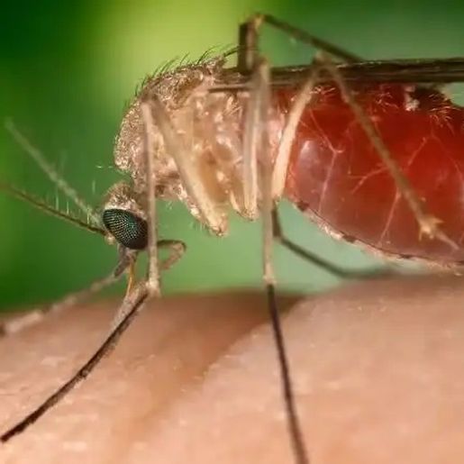 Ministério da Saúde confirma duas mortes por Oropouche