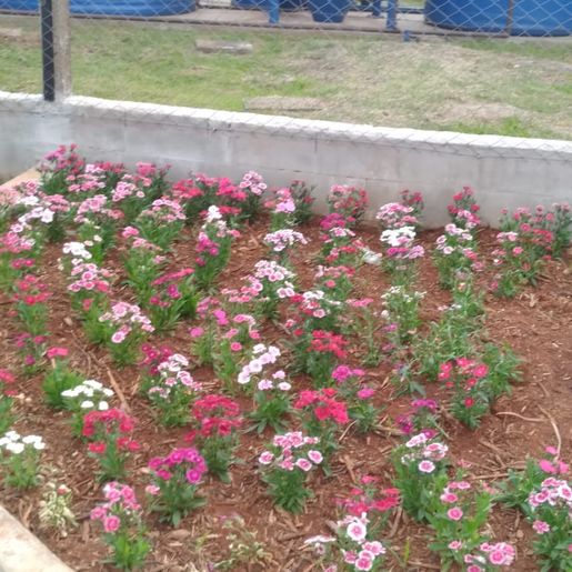 SMO conclui coleta de galhos e foca em manutenção de praças e limpeza urbana