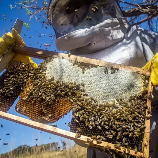 Taxação americana ameaça a apicultura catarinense, mas especialista aponta alternativas