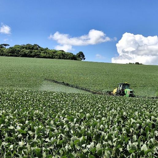 Soja surge como alternativa de renda aos produtores de leite