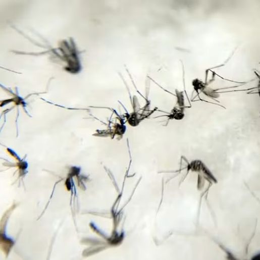 Brasil teve média de um milhão de casos prováveis de dengue por mês