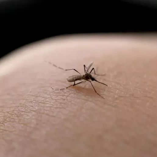 Nova vacina contra todos os sorotipos de dengue chega ao Brasil