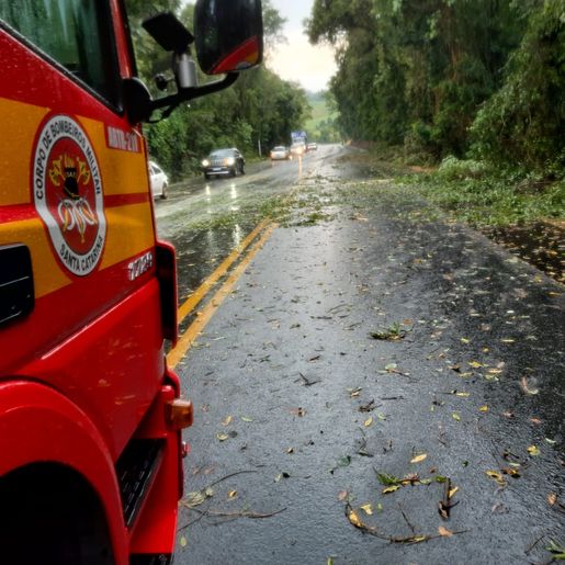 Árvores caídas interditam BR-282 em Maravilha e mobilizam bombeiros