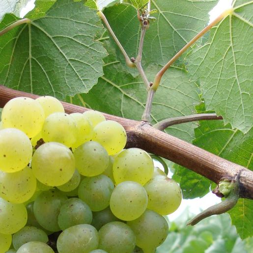 Seminário regional sobre cultivo de uva será na próxima semana