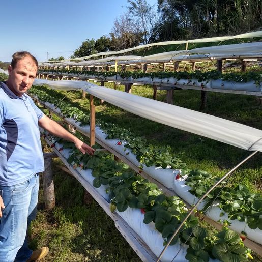 Produtor de morangos comemora resultados nas vendas em SJCedro