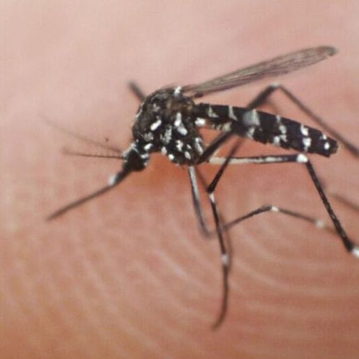 SC tem 45,6 mil focos do Aedes aegypti em 2025 e casos em pleno outono preocupam, diz SES